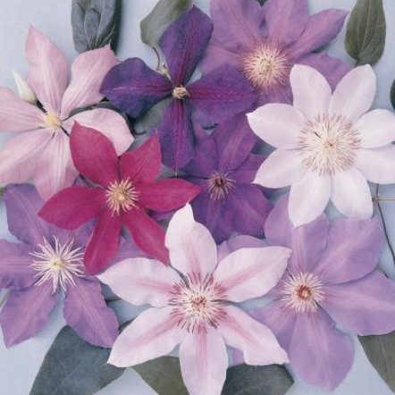 How to propagate Clematis Vine cuttings in water. Propagate Clematis, Clematis Wilt, Clematis Varieties, Autumn Clematis, Clematis Plants, Evergreen Vines, Garden Catalogs, Clematis Flower, Clematis Vine