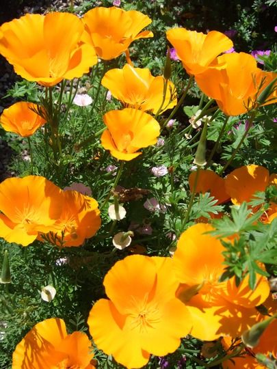 Californian Poppies, Californian Poppy, Garden Picture, Waterwise Garden, Landscape Images, Trees Nature, Trailing Plants, Sandy Soil, Mediterranean Garden