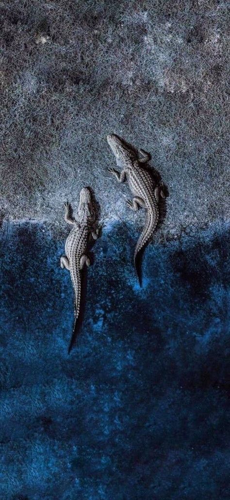 reptile, desktop, wildlife, one, lizard, nature, pattern, texture, cold, outdoors, animal, illustration, rough, invertebrate, side view Alligator Image, Alligator Tattoo, Alligators Art, Wildlife Wallpaper, Wild Animal Wallpaper, Cool Pictures For Wallpaper, Animal Print Wallpaper, Trending Pins, Dark Wallpaper Iphone