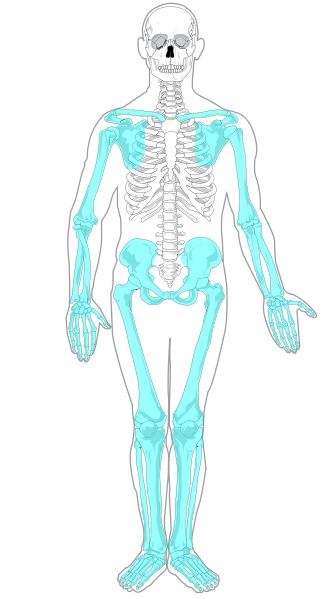 Appendicular skeleton Skeleton Diagram, Appendicular Skeleton, Axial Skeleton, Alexander Technique, Calming Pictures, A Level Biology, Skeleton Anatomy, Medicine Studies, Nurse Inspiration