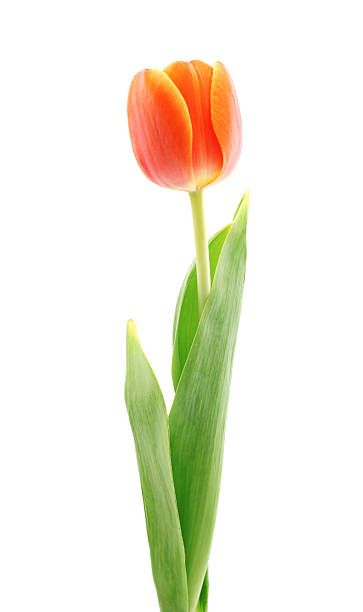 Flower Costume, Red Tulips, Spring Flower, Orange Flowers, Color Tattoo, Fabric Art, Watercolor Flowers, Spring Flowers, Flower Painting