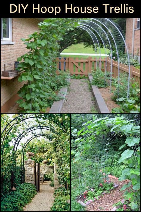 This hoop trellis DIY project is easy, inexpensive, and functional! Flower Trellis Ideas, Hoop Trellis, Diy Hoop House, House Trellis, Simple Trellis, Trellis Diy, Hoop House, Garden Arch Trellis, Vine Trellis