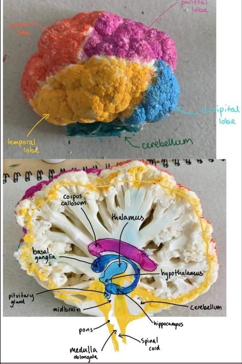 Cauliflower Brain Model, Teaching Health Science High School, Anatomy Art Projects, Human Body Science Experiments For Kids, 3d Brain Project, Brain Model Project Diy, Anatomy Crafts, Human Body Crafts For Kids, Biology Project Ideas