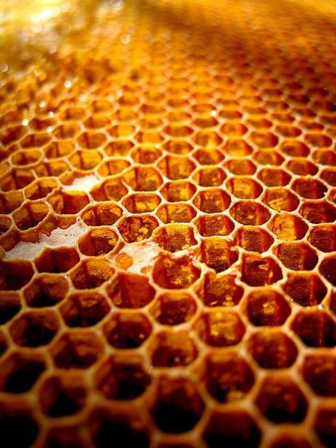 Tesselation In Nature, Honey Comb Aesthetic, Honey Comb Design Architecture, Honeycomb Aesthetic, Honeycomb Structure, Real Honeycomb, Honeycomb Close Up, Raw Honeycomb, One Point Perspective