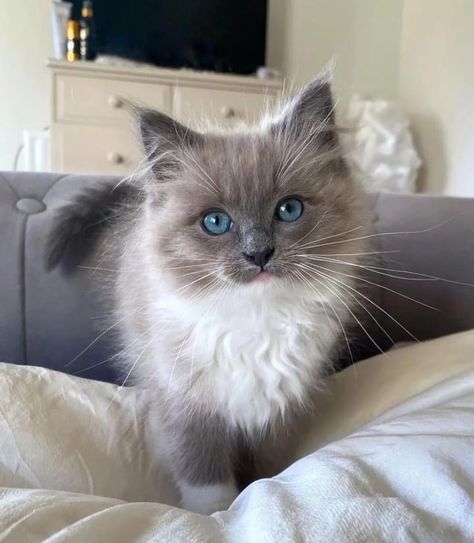 Blue Eyed Kitten, Gorgeous Cats, Cute Cats Photos, Pretty Animals, Fluffy Animals, Ragdoll Cat, Cute Animal Photos, Cute Animal Pictures