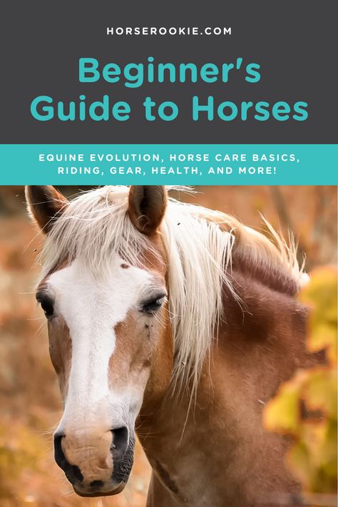 Caring For Horses, Best Horse Breeds For Beginners, Owning A Horse For The First Time, Horse Beginner, Horses For Beginners, Horse Bonding, Horse Guide, Horse Ownership, Horse Farm Ideas