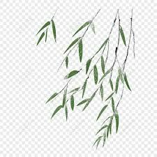 Green Leaf Background, Plant Background, Willow Leaf, Willow Branches, Leaves Vector, Weeping Willow, Vi Design, Leaf Background, Line Art Tattoos