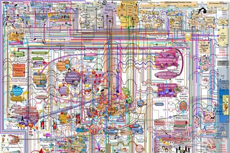 Brain Maps Brain Maps, Brain Map, The Age Of Reason, Visual Processing, Brain Mapping, End Of Times, Process Of Change, Fear Of The Lord, Bible Prophecy