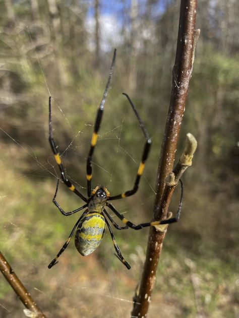 Are 'giant, flying' joro spiders really taking over the U.S.? Spider Fly, Interesting Insects, Huge Spiders, Spider Venom, Spider Species, Brown Recluse, Creepy Crawlers, Stink Bugs, Giant Spider