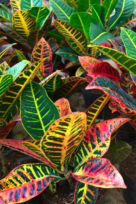 Petra Croton, Crotons Plants, Fall Blooming Flowers, Tropical Garden Plants, Plane Trip, Tropical Retreat, Rainforest Plants, Container Planting, Tropical Garden Design