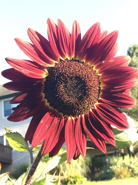 The burgundy sunflower.. Burgundy Sunflower Tattoo, Maroon Sunflower, Burgundy Sunflower, Garden Goals, Flower Types, Tattoo Patterns, Sunflower Themed Wedding, Sunflower Colors, Bridal Bouquet Fall