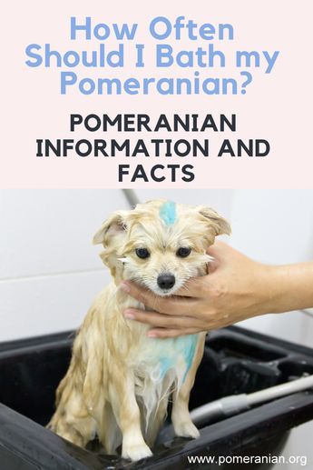 Pomeranian Grooming, Pomeranian Training, Pomeranian Facts, Pomeranian Haircut, Dog Dryer, Handsome Dog, Pom Mom, White Pomeranian, Pom Dog