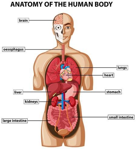 Diagram showing anatomy of human body with names Human Organ Diagram, Human Body Organs Anatomy, Body Organs Diagram, Human Anatomy Chart, Human Body Diagram, Anatomy Body Parts, Human Anatomy Model, Anatomy Of Human, Free Human Body