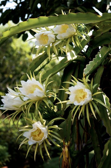 Dragon fruit Flowers and Dragon Fruit Vines Plant | @whiteonrice Dragon Fruit Flower, Kaktus Dan Sukulen, Dragon Fruit Plant, Moon Flowers, Thanh Long, Orchid Cactus, Cactus Planta, Fragrant Garden, Succulents Cactus