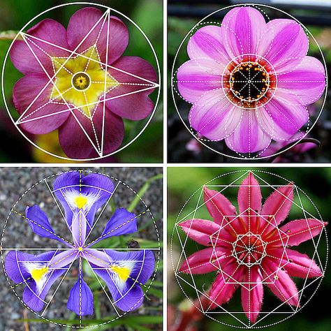 Geometry Nature, Maths In Nature, Scared Geometry, Nature Patterns, Geometry In Nature, Sacred Geometry Patterns, Fractal Geometry, Geometric Flowers, Sacred Geometry Art