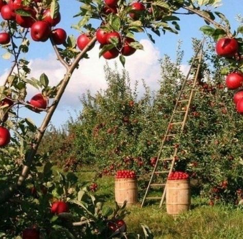 Apple Orchard, Cottagecore Aesthetic, + Core + Aesthetic, Back To Nature, Pretty Places, Farm Life, Cottage Core, Happy Places, Apples