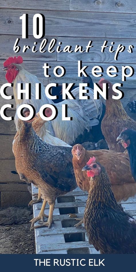 Chickens suffering in the hot weather? These brilliant tips can help  keep chickens cool in the summer in the heat! From treats to give them to help them stay cool to other things to do to help them combat oppressive heat. Find 10 awesome tips for the best ways to keep your backyard chickens comfortable this summer. Keeping Chickens Cool, Snacks For Chickens, Inside Chicken Coop, Herbs For Chickens, Food For Chickens, Chicken Coop Garden, Meat Birds, Summer Chicken, Chicken Farming