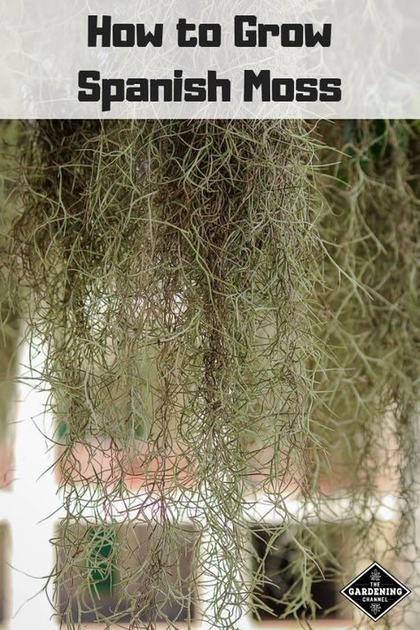 Spanish Moss Indoor, Air Plants Diy, Growing Moss, Air Plants Decor, Air Plants Care, Moss Plant, Spanish Moss, Landscape Plans, Hydroponic Gardening