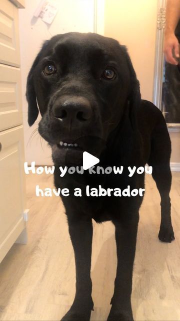 Black Lab Memes Funny, Black Lab Videos, Black Labrador Retriever Puppy, Black Lab Tattoos, Black Labrador Aesthetic, Chocolate Lab Funny, Funny Labradors, Black Lab Funny, Baby Labrador