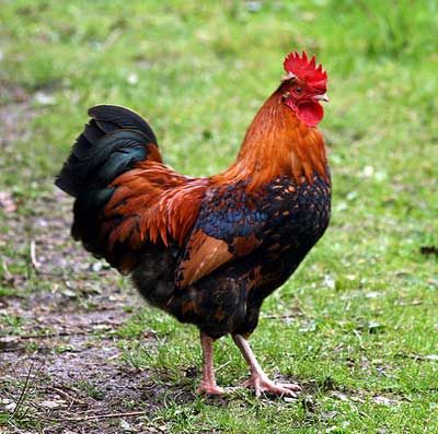 PICTURES OF ROOSTERS | NO BROKEN COCKS FOR BOUB ALL COCKS MUST BE REPAIRED Bird Attack, Farm Animals Pictures, Birds Voice, Feather Hair Extensions, National Animal, Keeping Chickens, Countries Around The World, Farm Animals, Pet Birds