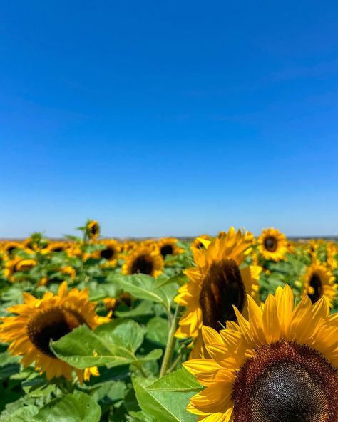 sunflower field in April!!🌻✨🤍 ✨ #sunflowerfield #coupleposes #couplegoals #whenyouwearFP #amazonfashion #amazonfashionfinds #pinterestaesthetic #pinterestgirl #AbercrombiePartner instagram filler picture inspo, sunflower aesthetic Sunflower Aesthetic, Instagram Filler, Sunflower Field, April 6, Sunflower Fields, Pinterest Girls, Amazon Fashion, Couple Goals, Sunflower