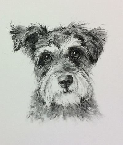 Schnauzer Art Painting, Schnoodle Tattoo, Nicky Litchfield Art, Schnoodle Drawing, Schnauzer Sketch, Nicky Litchfield, Schnauzer Painting, Schnauzer Drawing, Schnauzer Art