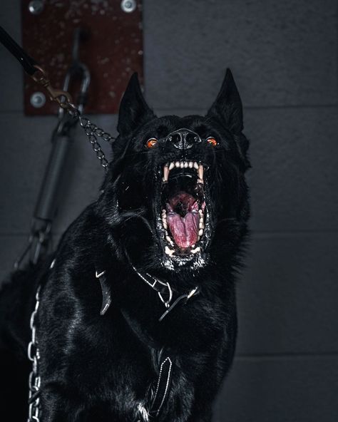 Scary Dogs Aesthetic, Dog Handler Aesthetic, Dark Dog Aesthetic, Dogs Aesthetic Dark, Guard Dog Aesthetic, Dog Teeth Aesthetic, Dog Showing Teeth, Dog Snarling, German Shepherd Protection