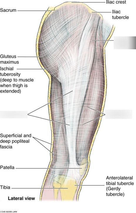 Fascia Lata, Lab Values, Interview Prep, Study Tools