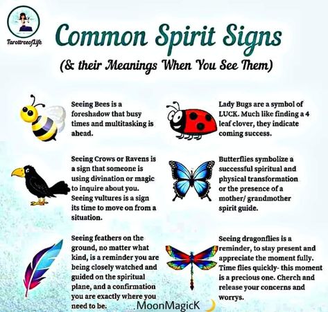 Spirit Animal Meaning, Spirit Signs, Spirit Messages, Spiritual Psychology, Spiritual Awakening Signs, Spiritual Animal, Witch Spirituality, Magic Spell Book, Spiritual Journals