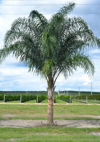 Queen Palm Tree, Palm Trees For Sale, Queen Palm, Florida Landscaping, Vero Beach Fl, Swimming Pools Backyard, Vero Beach, Landscaping Plants, Growing Tree