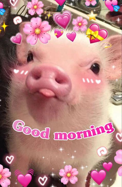 Pig Good Morning, Good Morning Reaction Pic Funny, Good Morning Wholesome Pics, Good Morning Shawty, Hello Funny Pictures, Good Morning Mood Pics, Reaction Pictures Wholesome, Morning Reaction Pics, Good Morning Pookie