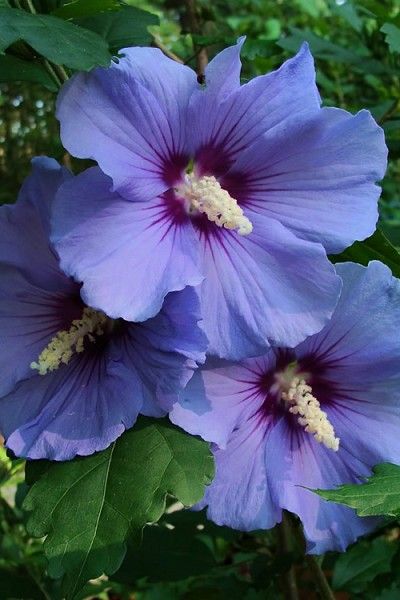 Wilson Bros Gardens   The truest blue flowers of any Rose of Sharon! Purple Rose Of Sharon, Hibiscus Shrub, Purple Hibiscus, Hibiscus Plant, Flower Bedding, Rose Of Sharon, Flower Therapy, Flowering Shrubs, Purple Rose