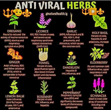 Herbs For Women Health, Antiviral Herbs, Herb Uses, Native American Herbs, Medicinal Herb Garden, Medicinal Herbs Remedies, Herbal Education, Herbal Medicine Recipes, Herbal Remedies Recipes