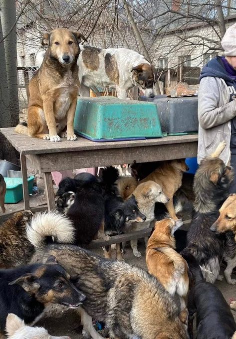 Caretakers at Ukrainian rescue shelters refuse to leave animals behind | Daily Mail Online Home Shelter, Survival Shelter, Wolf Pictures, Cat Shelter, Dry Dog Food, Warm Blankets, Animal Welfare, The Animals, Cat Food