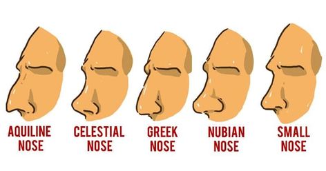 ConteZero 🇪🇺 🇫🇷 on X: "@cinematogrxphy @diodeglizilla This is called GREEK nose. https://t.co/XjbmiihF3t" / X Aquiline Nose, Nose Structure, Greek Nose, Good Jawline, Hooked Nose, Human Anatomy Reference, Small Nose, Nose Drawing, Nose Shapes