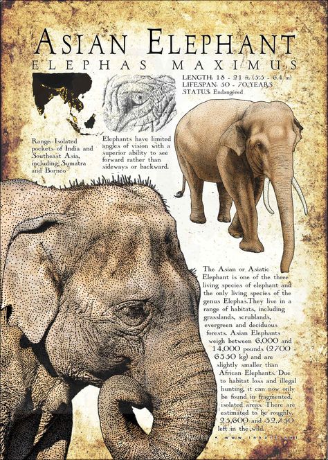 The Asian or Asiatic Elephant is one of the three living species of elephant and the only living species of the genus Elephas. They live in a range of habitats, including grasslands, scrublands, evergreen and deciduous forests. Asian Elephants weigh between 6,000 and 14,000 pounds (2700 – 6350 kg) and are slightly smaller than African Elephants. Due to habitat loss and illegal hunting, it can now only be found in fragmented, isolated areas. There are estimated to be roughly 25,600 and 32,750 lef Informative Poster, Asiatic Elephant, Asian Elephants, Elephant Species, Pig Breeds, Elephant Poster, Wild Elephant, Elephant Drawing, Tropical Animals