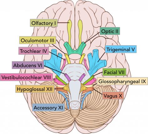 Cranial Nerves Anatomy, Cranial Nerves Mnemonic, Nerve Anatomy, Sistem Saraf, Brain Surgeon, Basic Anatomy And Physiology, Medical Student Study, Nursing School Survival, Brain Anatomy