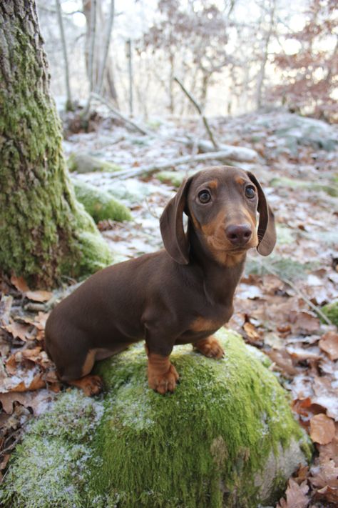 Miniature dachshund, brown and tan. Brown And Tan Dachshund, Brown Sausage Dog, Dachshund Dog Aesthetic, Winner Dogs Dachshund, Long Haired Weiner Dogs, Miniature Daschund, Daschund Dog, Brown Dachshund, Weenie Dog