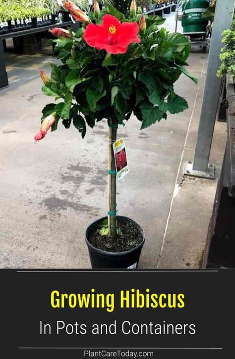 Keeping a Hibiscus in a pot allows you to move it to the most advantageous settings throughout the growing season and winter. Potted Hibiscus Tree, Growing Hibiscus In Pots, Hibiscus Trees In Pots, Hibiscus In Pots, Hibiscus Growing, Potted Trees Patio, Potted Hibiscus, Hibiscus Tree Care, Hibiscus Bonsai