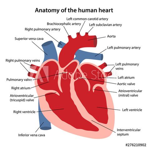 Heart Anatomy Drawing, Anatomy Nursing, Human Heart Diagram, Heart Structure, Cardiac Cycle, Subclavian Artery, Heart Diagram, Heart Valves, Nursing Student Tips