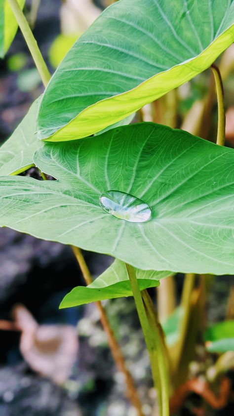 Taro leaf water droplet Water Droplets On Leaves, Taro Leaves, Taro Plant, Retaining Water, Water Drawing, Plant Images, Water Droplets, Keto Diet Plan, Tropical Flowers