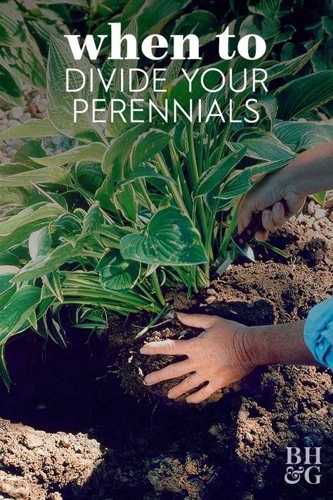 Here are all of the ins and outs of dividing your perennials so they last for years to come. #gardentips #gardening #dividingperennials #perennials #dividingplants #bhg Shade Garden Plants, Garden Remedies, Hosta Gardens, Have Inspiration, Garden Yard Ideas, Ins And Outs, Garden Care, Propagating Plants, Perennial Garden