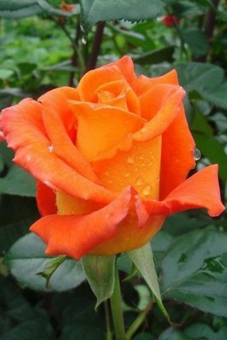 Rose Belle, Rose Flower Pictures, Most Popular Flowers, Asian Garden, Rainbow Roses, Growing Roses, Colorful Roses, Pretty Roses, Flower Rose