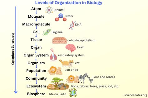 Learn about the levels of organization in biology, specifically ecology, and get a diagram of the levels. See examples in nature. Level Of Organization Biology, Levels Of Organization Biology, Biological Organization, Organization Of Life, Levels Of Organization, Biology Diagrams, Science Diagrams, Prokaryotic Cell, Learn Biology