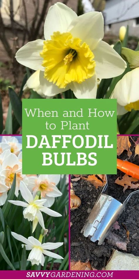 Daffodils are a gorgeous and bright spring flower. Learn Here When to plant daffodil bulbs and How To Plan for spring flowers in the fall. I'm going to share everything Daffodil in this post including when to plant your daffodil bulbs, where to dig them into the garden, how far apart to space them and other important planting tips. Plant Daffodils Bulbs, Planting Daffodils In Spring, How To Plant Daffodils, How Deep To Plant Daffodil Bulbs, How To Plant Daffodil Bulbs, When To Plant Daffodil Bulbs, Daffodil Planting, Planting Daffodils, Planting Daffodil Bulbs