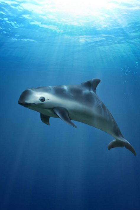 vaquita, whale, endangered, facts, amazing Vaquita Sea Animal, Vaquita Whale, Vaquita Dolphin, Vaquita Porpoise, Sea Mammal, Endangered Wildlife, Underwater Creatures, Aquatic Animals, Endangered Animals