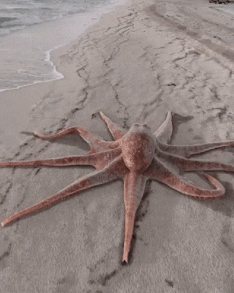 Beautiful Sea Creatures, Ocean Creatures, Ocean Animals, Weird Animals, Sweet Animals, Sea Animals, Nature Animals, 귀여운 동물, Animal Memes