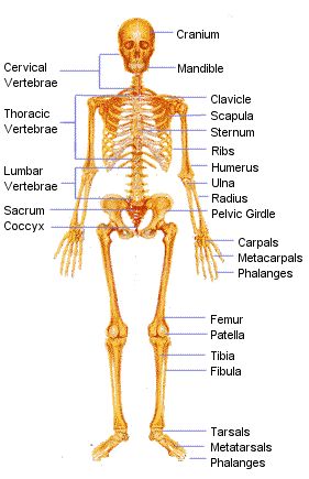 Human skeleton labeled Bones Labeled Human Skeleton, Bone Names Skeleton, Labeled Skeleton, Human Skeleton Labeled, Skeleton Worksheet, Skeleton Labeled, Human Body Vocabulary, Skeleton Muscles, Medical Terminology Study