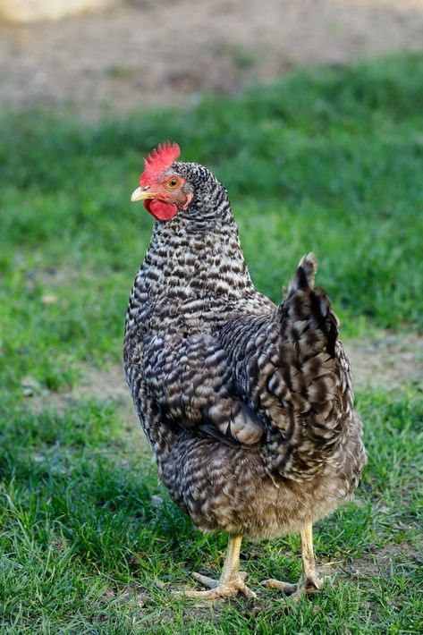 Black And White Chicken Breeds | Looking to add unique and eye-catching chickens to your flock? Check out these stunning black and white chicken breeds! From the distinctive plumage of the Barred Plymouth Rock to the striking contrast of the White Crested Black Polish, this guide will inspire you with their beauty and individual characteristics. Learn about their temperament, egg-laying abilities, and overall care. | borealbloomhomestead.com Chicken Photography Animal, Photos Of Chickens, White Chicken Breeds, Polish Chickens Breed, Barnevelder Chicken, Barred Plymouth Rock Chickens, Black And White Chicken, Barred Plymouth Rock, Barred Rock Chickens