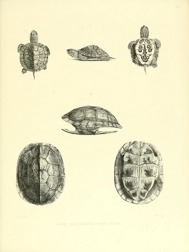 n126_w1150 | Catalogue of shield reptiles in the collection … | Flickr Shield Drawing, Spaceship Illustration, Shell Drawing, British Museum London, Shell Tattoos, Turtle Drawing, Science Illustration, England London, Turtle Tattoo